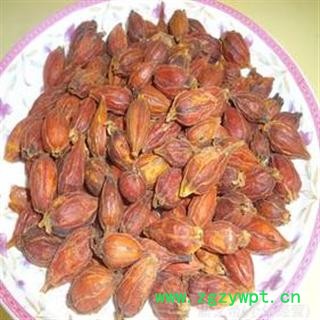 栀子 统 产地 浙江省金华市市辖区图2