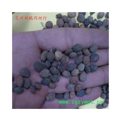 蕤仁 统 产地 甘肃省