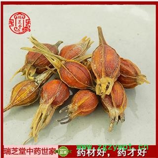 栀子统货 中药材 小红山栀 瑞芝堂产地直销1000g图2