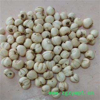 川贝母   手捡货 怀中抱月  限时促销  ！！1产地 四川省攀枝花市市辖区图2