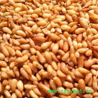 柏子仁 柏子仁精选货 产地 山东省 中药材柏子仁安国市场批发零售大全图2