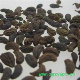 女贞子 统货 产地 河北省图2