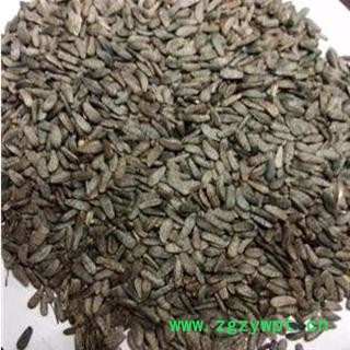 牛蒡子 统 产地 甘肃省张掖市民乐县图3