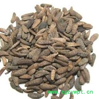 牛蒡子 统 产地 甘肃省张掖市民乐县图2