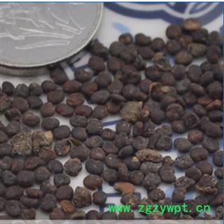 沙苑子 优 产地 陕西省宝鸡市市辖区图2