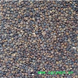 沙苑子 优 产地 陕西省宝鸡市市辖区图3