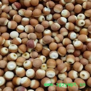 中药材芡实 芡实各种规格 颗粒饱满圆润 无硫熏蒸 自然健康 色正无杂 无霉变 不漂白 品质有保证 安国中药材批发零售大全图2