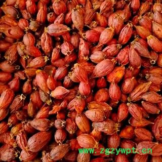 中药材栀子 有江西栀子和福建栀子两个规格 其江西栀子颜色更好看 本品为无硫栀子 个个新鲜饱满干净无杂 各大均匀 色泽纯正 无污染无添加 安国中药材批发零售大全图3