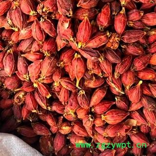 中药材栀子 有江西栀子和福建栀子两个规格 其江西栀子颜色更好看 本品为无硫栀子 个个新鲜饱满干净无杂 各大均匀 色泽纯正 无污染无添加 安国中药材批发零售大全图4