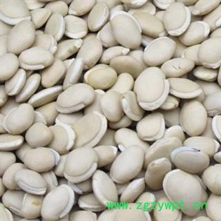 中药材白扁豆 进口白扁豆 白扁豆大粒 小粒白扁豆 安国市批发零售大全图4