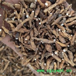 九节菖蒲 水洗九节菖蒲净货 正品  无硫 纹理清晰 产地 山西省长治市图4