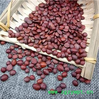 酸枣仁 炒 国产炒酸枣仁  产地 河北省图3