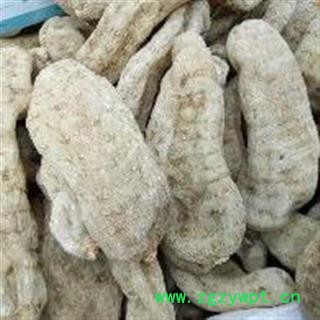 天麻 天麻一级  纯干玻璃茬 产地 云南省保山市图4