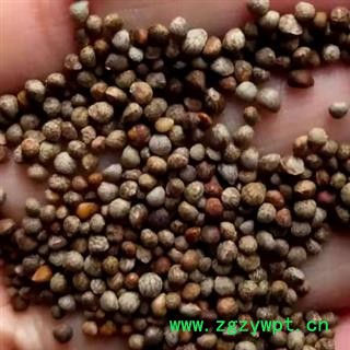 中药材油酥子 紫苏子 地道药材 手工甄选干净无杂 颗粒饱满 无硫新货无添加 安国中药材批发零售大全图2