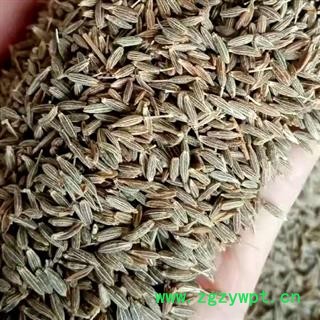 中药材孜然药食两用 孜然净货新货 孜然颗粒精挑细选去除残杂 自然晒干均匀干燥 安国中药材批发零售大全图4