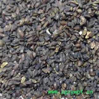 车前子 中药材车前子净货 产地 江西省安国市场批发零售大全图2