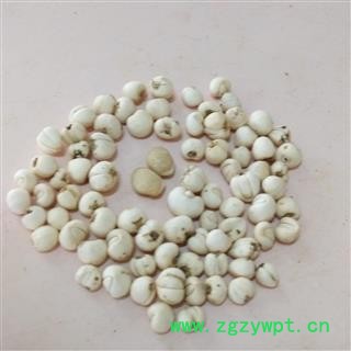 川贝母 有名松贝  选0.65-0.88 产地 四川省德阳市图2