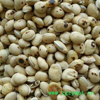 《满198包邮》白扁豆 炒白扁豆 四川白扁豆选货 产地 四川省图2