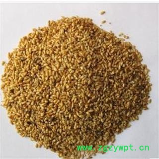 柏子仁 优 产地 山东省枣庄市薛城区 双鹏药材行 可提供打粉图2