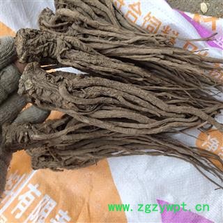 当归 个子 无硫 无粉末 一棵树  产地 甘肃省定西市陇西县图4