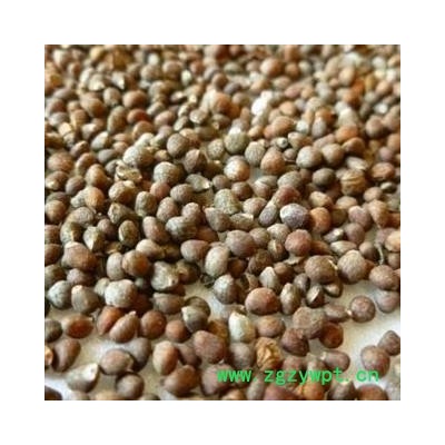 中药材紫苏子苏子 产地河北 品种齐全安国市场批发零售大全