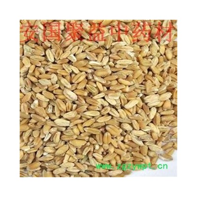 浮小麦 浮小麦净货 产地 河北省