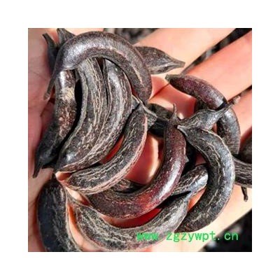 中药材正品野生猪牙皂 小皂角非大皂角 牙皂 新货无虫眼 河北产猪牙皂 安国中药材批发零售大全