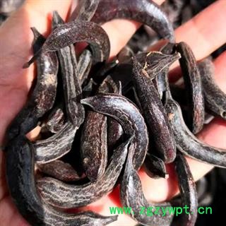 中药材正品野生猪牙皂 小皂角非大皂角 牙皂 新货无虫眼 河北产猪牙皂 安国中药材批发零售大全图4