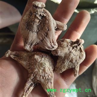 白芨 白及 小选个 四川货 产地直销 批发各种规格白芨 产地 四川省德阳市市辖区图2