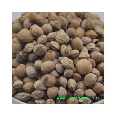 樱桃子 统 产地 安徽省亳州市谯城区