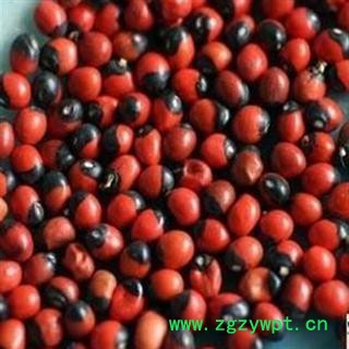 相思豆 统 产地 广西壮族自治区柳州市市辖区图2