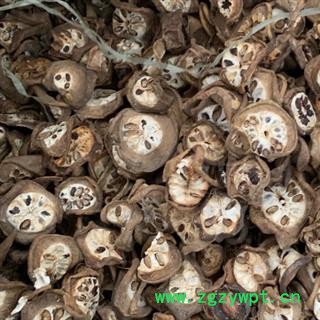 中药材预知子 八月札 统 产地 湖北省 中药材预知子安国市场 中药材批发零售大全图2