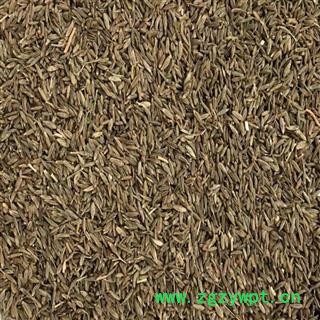 孜然 孜然统货 产地 新疆维吾尔自治区图2