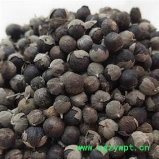 蔓荆子 云南产蔓荆子净货 蔓荆实 荆子 蔓青子品种齐全 产地云南安国市场批发零售大全图3