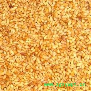 《满198包邮》柏子仁 柏子仁精选货 标准95货 不掺壳子 道地好药 产地 山东省图3