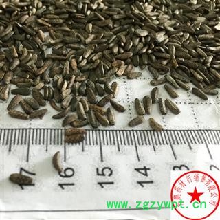 牛蒡子恶实、鼠粘子、黍粘子、大力子、毛然然子、黑风子、毛锥子 牵牛子 水洗 产地 四川省 达到国标含量图2