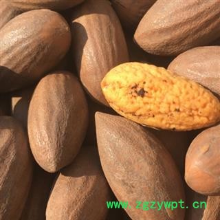 榧子 统货 产地 云南省图2