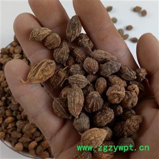 益智仁 益智统货 产地 广西壮族自治区图3