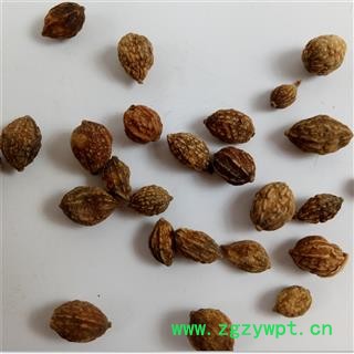 益智仁 益智统货 产地 广西壮族自治区图4