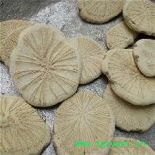 粉防己 防己 选 无硫 产地 山西省长治市图2