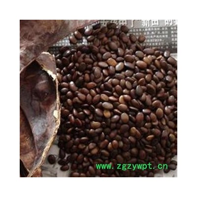 皂角 统 产地 江苏省扬州市市辖区