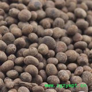 急性子 统 产地 安徽省亳州市谯城区图2