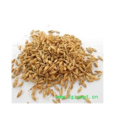 麦芽 统 产地 安徽省亳州市谯城区