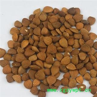 苦杏仁 统 产地 山西省 库存 1000图2