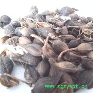 连翘 统 产地 山西省运城市市辖区图2