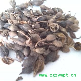 连翘 统 产地 山西省运城市市辖区图3