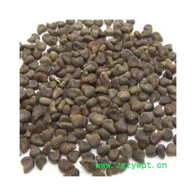 冬葵果 冬葵果净货 产地 湖北省安国市场批发零售大全