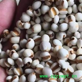 中药材薏苡仁 产地贵州 海外 本品是新货无硫初级农产品 去粗求精人工精选切无污染 无添加 自然原色 规格齐全 安国中药材批发零售大全图2