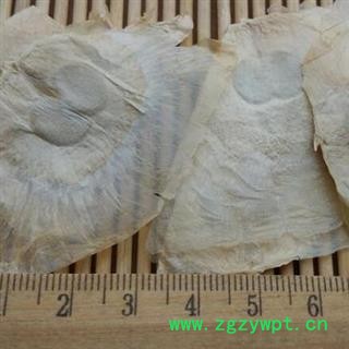 中药材木蝴蝶 千张纸，毛鸦船 产地广西 安国中药材批发大全图2