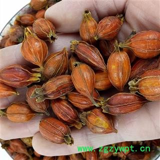 江西栀子中药材红栀子花草茶山栀子水栀子栀子干果香料枝子大货图2